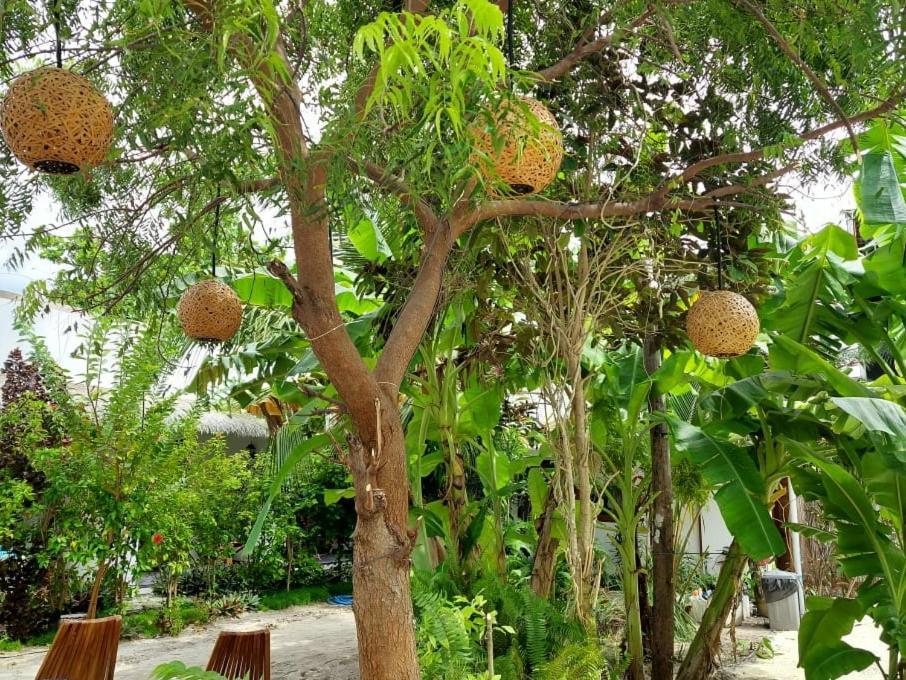 Coco Villa Thoddoo Dış mekan fotoğraf